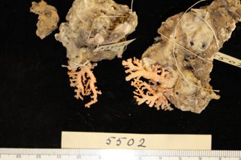 Media type: image; Invertebrate Zoology CNID-5502